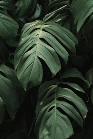 leaves